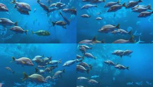 动物海洋生物海洋鱼类4K实拍高清在线视频素材下载