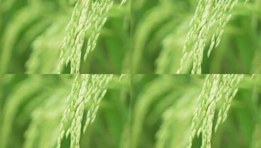 农田里丰满的稻穗高清在线视频素材下载