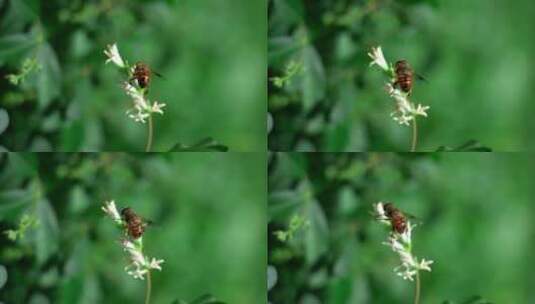 蜜蜂采蜜大自然高清在线视频素材下载