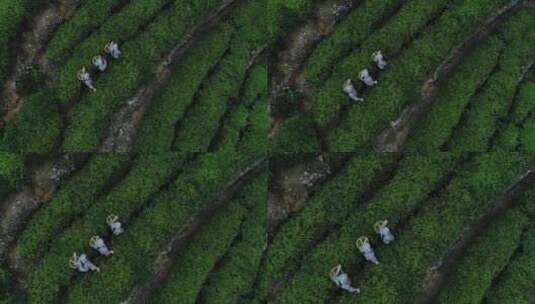 茶园 茶叶 茶 茶山 茶文化高清在线视频素材下载