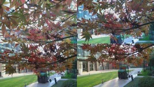 大自然秋天红色的枫叶鸡爪槭高清在线视频素材下载