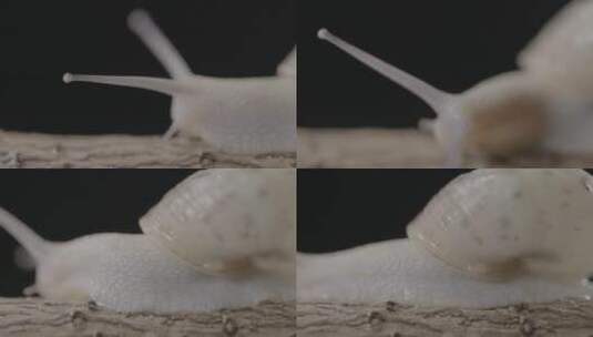 蜗牛爬行中不停寻找路线的触角特写LOG高清在线视频素材下载