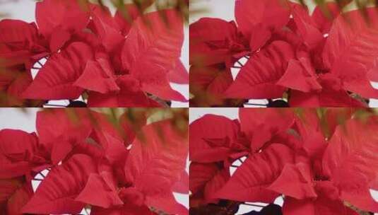 圣诞之星红色一品红穿过圣诞树的树枝高清在线视频素材下载