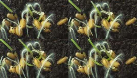 小麦种子在土壤中的萌发高清在线视频素材下载