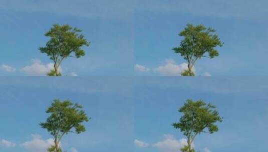 夏日蓝天白云下孤单的树高清在线视频素材下载