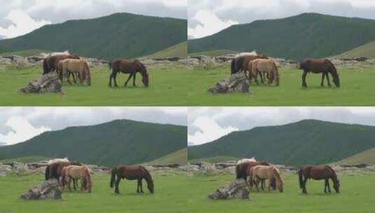 在平原上吃草的马高清在线视频素材下载