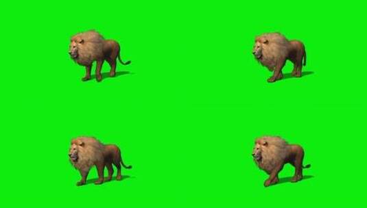 绿幕-动物-狮子走路高清在线视频素材下载