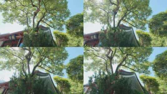 广西柳州柳侯祠公园园林庭院高清在线视频素材下载