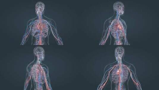 医学3D人体血管心血管循环系统三维动画高清在线视频素材下载