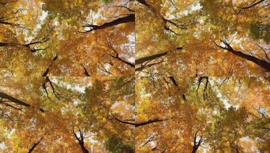 秋天树叶黄了高清在线视频素材下载