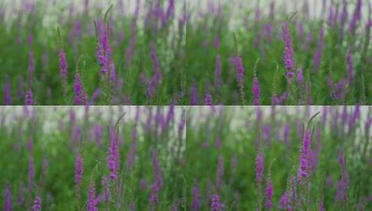 4K花草植物素材——千屈菜高清在线视频素材下载