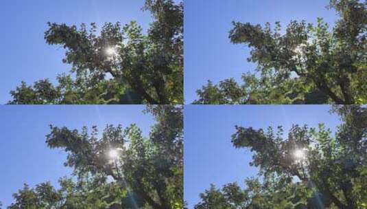 阳光透过树枝高清在线视频素材下载