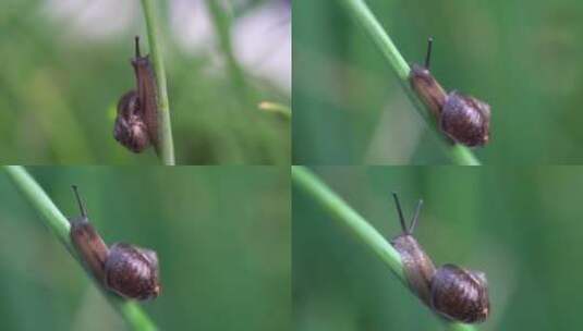 软体动物蜗牛爬行高清在线视频素材下载