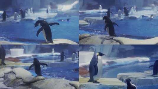 海洋馆里的企鹅合集高清在线视频素材下载