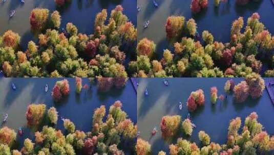 杭州临安青山湖水杉林秋季风光航拍高清在线视频素材下载