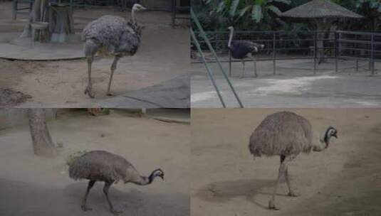 2023广州动物园游览鸵鸟高清在线视频素材下载