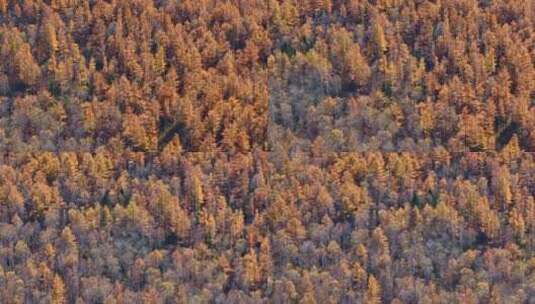 4K阿尔山秋天风景生态色彩森林自然保护区高清在线视频素材下载