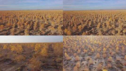 金秋沙漠防风固沙人工林高清在线视频素材下载