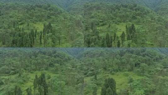 川西森林高清在线视频素材下载