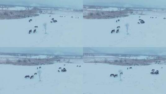 风雪中的马群高清在线视频素材下载