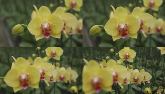 黄色蝴蝶兰高清在线视频素材下载