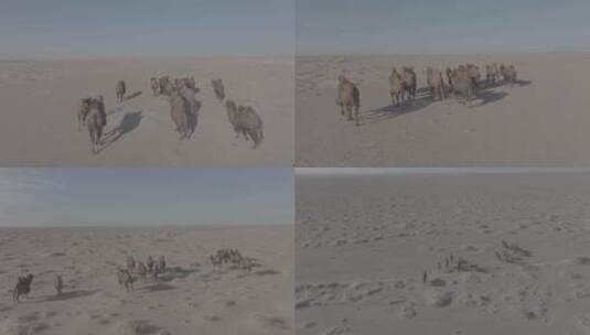 戈壁骆驼群12高清在线视频素材下载