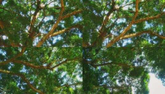 树干 树枝高清在线视频素材下载