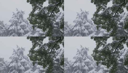 湖南长沙岳麓山雪景实拍视频高清在线视频素材下载