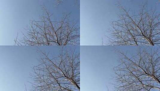 蓝色天空下的枯树枝高清在线视频素材下载