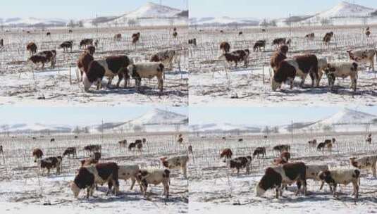 冬天雪地里的吃草的牛群高清在线视频素材下载