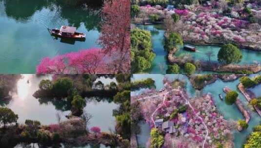 （合集）杭州西溪湿地梅花高清在线视频素材下载