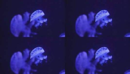 水母海洋生物高清在线视频素材下载