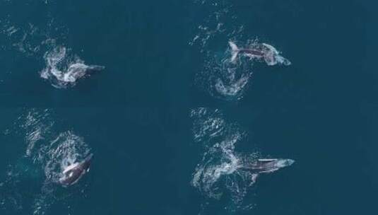顽皮的座头鲸幼崽在海面上转身仰面游泳。空高清在线视频素材下载