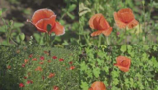 红花鲜花花朵花瓣高清在线视频素材下载