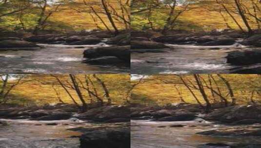 4k风景秋天的森林与河流高清在线视频素材下载