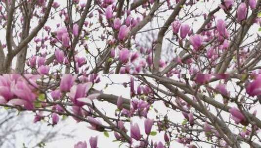 紫玉兰花近景二阶玉兰树木花骨朵高清在线视频素材下载