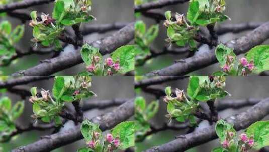 昆虫在苹果芽上忙碌高清在线视频素材下载