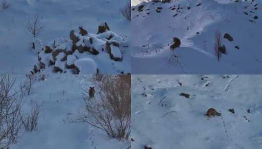 4K雪地里的赤狐 狐狸高清在线视频素材下载