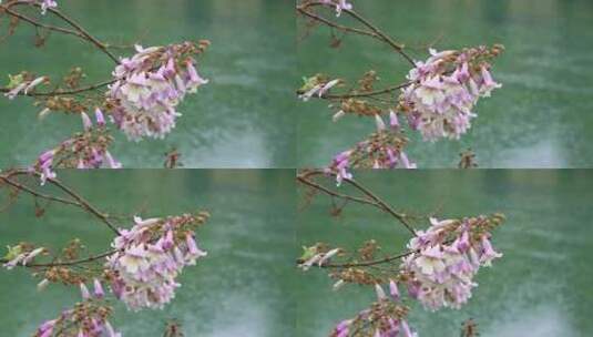 春天盛开的泡桐花高清在线视频素材下载