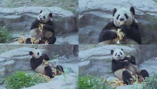 动物园大熊猫二顺吃竹笋视频合集高清在线视频素材下载