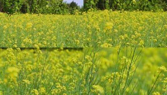 春天盛开的黄色油菜花与采蜜蜜蜂满画幅特写高清在线视频素材下载