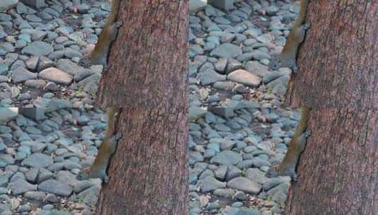 西湖边松鼠站在树干上等待喂食高清在线视频素材下载