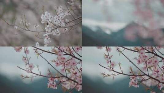 升格视频尼西藏族村落雪山映衬粉色桃花盛开高清在线视频素材下载