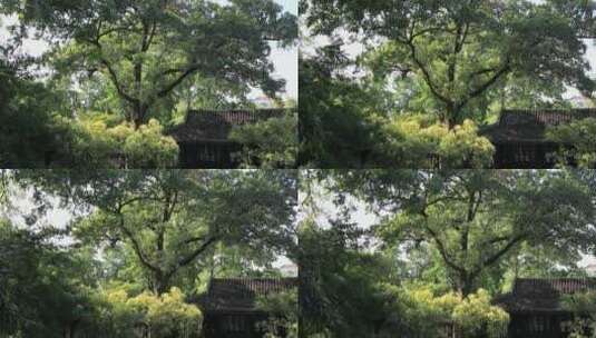 美丽的江南园林溧阳高静园光影高清在线视频素材下载