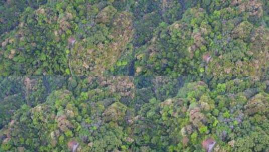 航拍森林山脉云雾环保沙县萝卜岩楠木保护区高清在线视频素材下载