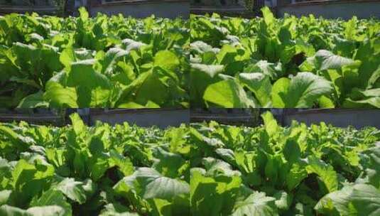 菜园里的有机生态绿色蔬菜高清在线视频素材下载