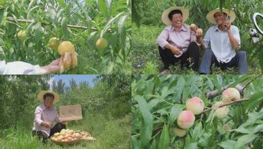 阳山水蜜桃 水蜜桃产地 水蜜桃采摘高清在线视频素材下载