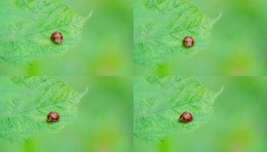 惊蛰春日树叶上的瓢虫高清在线视频素材下载