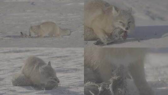 沙狐吃东西 进食高清在线视频素材下载