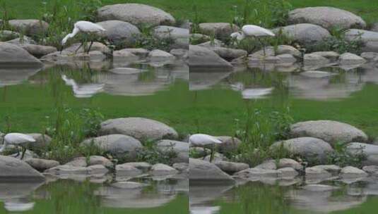 一只白鹭在河边觅食高清在线视频素材下载